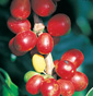 Ripe Colombian Coffee Beans